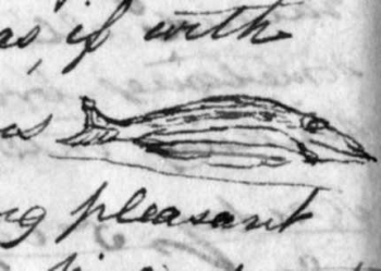 James' illustration of a bonito